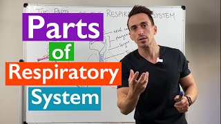 Parts of the Respiratory System  Overview [upl. by Berriman]