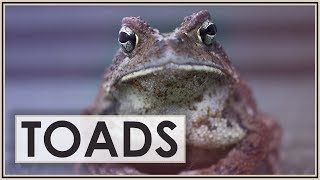 American Toads A Very Underappreciated Animal [upl. by Saito]