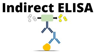 Indirect ELISA in 1 minute [upl. by Porett]