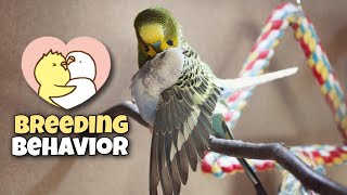 Budgie Breeding Behavior and Egg Laying Explanation [upl. by Ttennaej]