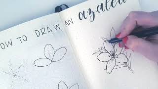 HOW TO DRAW  Azalea flower [upl. by Aineles618]