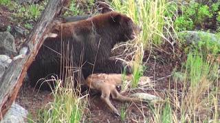 Bear eats elk calf alive  RAW uncut version  Yellowstone National Park [upl. by Snodgrass]