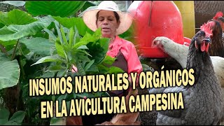 FORRAJES Y PREPARADOS ORGÁNICOS EN AVICULTURA CAMPESINA [upl. by Teerprah]