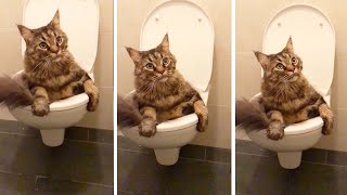 Cute Cat Gets Stuck In A Toilet Bowl [upl. by Aniar867]