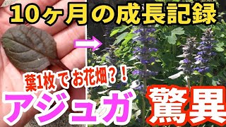 【驚異】アジュガの増やし方②〜葉1枚から本当に増える？！〜開花までの10ヶ月を追います How to propagate Ajuga from single leaf【ガーデニング】 [upl. by Monique]