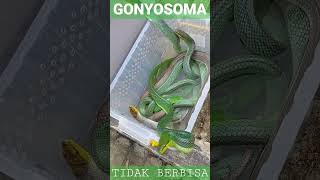 Warna warni gonyosoma [upl. by Aneret223]