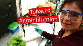 Tobacco Agroinfiltration Transient Transformation [upl. by Kcinemod]