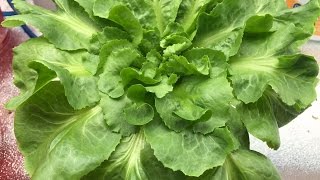 Growing Lettuce Indoor in Solo Cups [upl. by Tiloine646]