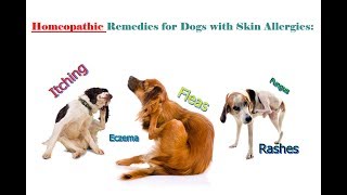 Homeopathic Remedies for Dogs Skin Allergies Itching Fleas amp Rashes [upl. by Morgun707]