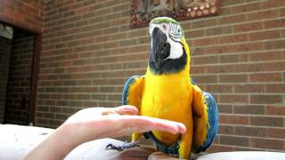 The Real Macaw Talking Parrot [upl. by Norri]