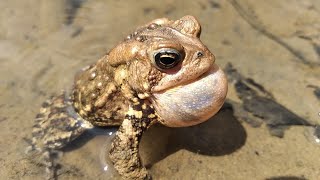 American toad calling sounds [upl. by Xella83]