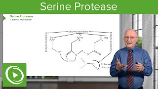 Serine Protease Background amp Catalytic Mechanism – Biochemistry  Lecturio [upl. by Belter]