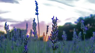 Lavender Farm Texas Country Reporter [upl. by Wandy991]