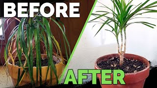 Houseplant Care Bring Your Houseplant Back to Life [upl. by Liberati]