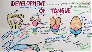 Development Of Tongue [upl. by Bonnette]