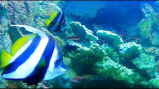 Wimpelfisch Heniochus Bannerfish Aquarium [upl. by Blas]