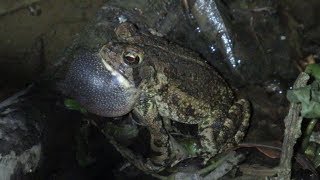 Fowlers Toad Calling [upl. by Oiled]