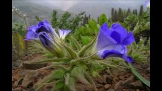 Atacama Desert in Bloom [upl. by Nytsrik112]