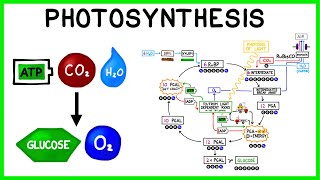 Photosynthesis The Light Reactions and The Calvin Cycle [upl. by Willow845]