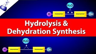 Hydrolysis and Dehydration Synthesis [upl. by Lewert444]