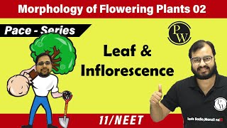 Morphology of Flowering Plants 02  Leaf amp Inflorescence  Class 11  Pace Series  NEET [upl. by Eisenberg]