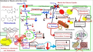 Pharmacology of ANTIHELMINTHICS AnthelminticsPart 1Albendazole and Mebendazole [upl. by Annahahs216]