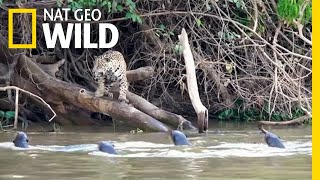 Jaguars vs Giant Otters Who Will Win  Nat Geo Wild [upl. by Marela]