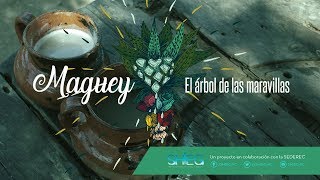 MAGUEY CARACTERÍSTICAS Y BENEFICIOS DE ESTA PLANTA [upl. by Aem]