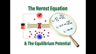 The Nernst Equation and Equilibrium Potentials in Physiology [upl. by Oelak22]