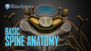 Basic Spine Anatomy [upl. by Ingeborg]