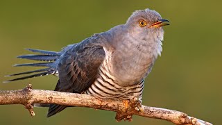 Bird sounds – Common cuckoo Cuculus canorus [upl. by Asemaj]