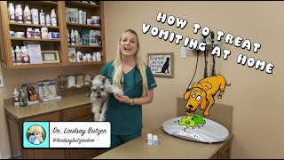 How To Treat Vomiting at Home  Vomiting dog [upl. by Elyac]