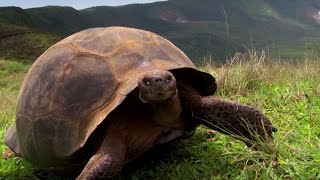 Charles Darwins Galapagos Discovery  Attenborough90  BBC Earth [upl. by Ethbin]