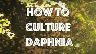 How To Culture Daphnia Magna [upl. by Locke]