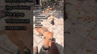 Dog Vaccinations  Dog Boarding  Dog park  NEOLOKAM dogboarding [upl. by Coplin986]