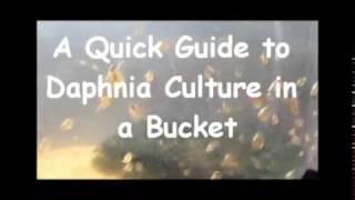 How to culture daphnia outside [upl. by Mirilla]