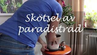 Skötsel av paradisträd [upl. by Aihselat]