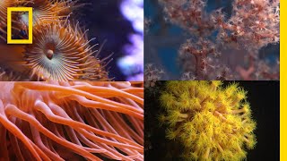 Coral Reefs 101  National Geographic [upl. by Ysdnil]