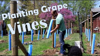 How to Plant Wine Grapes [upl. by Ariet449]