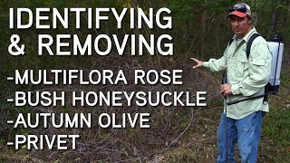 Identifying And Removing Invasive Species  Multiflora Rose Bush Honeysuckle Privet Autumn Olive [upl. by Anet]