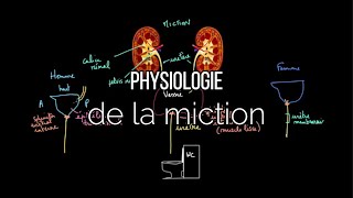 Physiologie de la miction [upl. by Lairbag51]