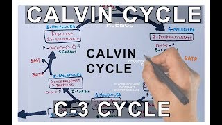 Photosynthesis  Calvin Cycle [upl. by Saretta]