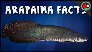 5 Facts About the Arapaima  Pirarucu [upl. by Kirsch]