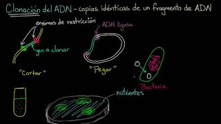 Clonación de ADN y ADN recombinante  Biología  Khan Academy en Español [upl. by Einattirb308]