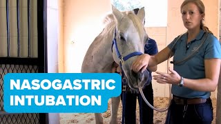 Equine Training Nasogastric Intubation [upl. by Ahrendt]