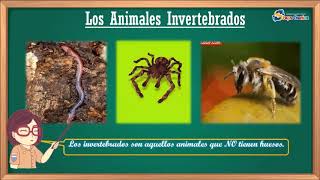 Animales vertebrados e invertebrados [upl. by Blanche]