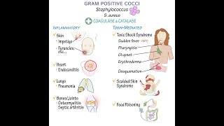 Gram Positive Cocci Overview [upl. by Ahsiuqat183]