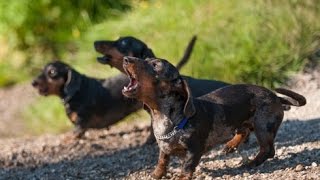 DACHSHUND BARKING  DACHSHUND HOWLING AND BARKING COMPILATION 2016 [upl. by Ringler]