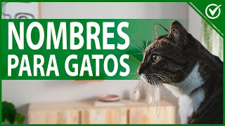 🐱 Nombres para Gatos Macho y Hembra con su Significado  Bonitos y Originales 🐱 [upl. by Ehrenberg332]