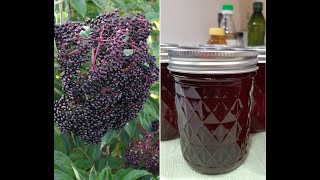 Elderberry Syrup  Harvest To Canned [upl. by Sinnard]